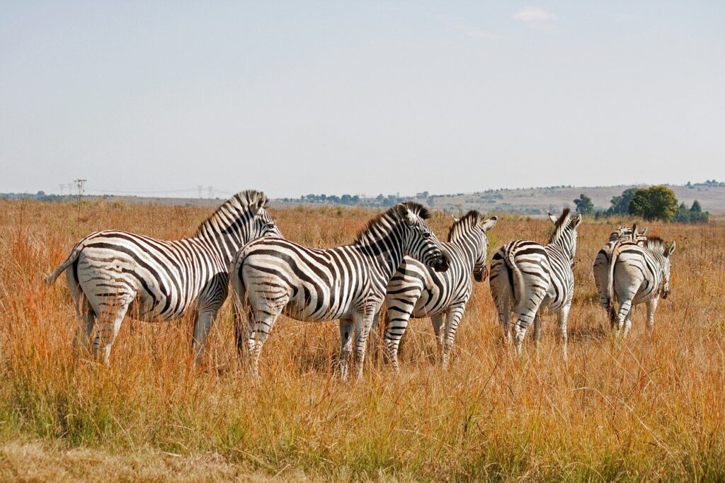 Safari en Tanzanie : quels sont les avantages et les lieux à visiter